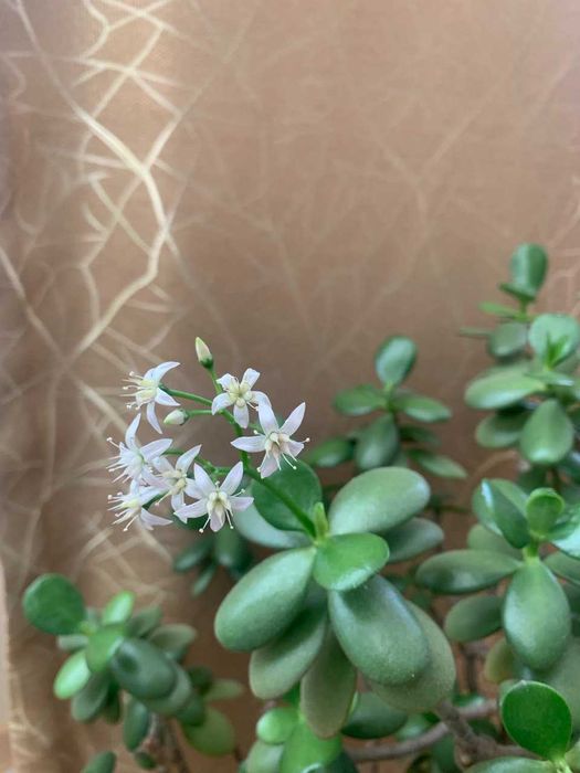 Красула "грошове дерево" товстянка