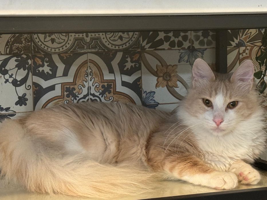 Angora Turecka, kot rasowy