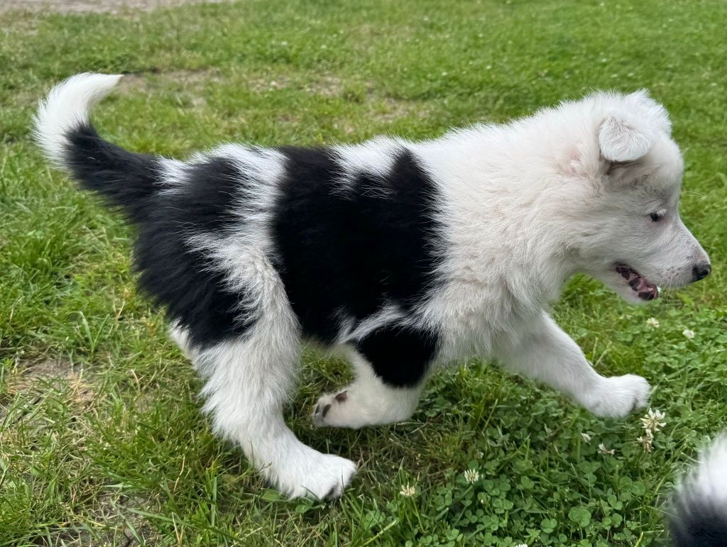 Border collie wyjątkowy