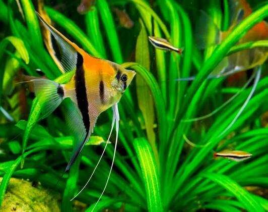 Żaglowiec skalar MANACAPURU pokolenie F1 - Pterophyllum - dowóz