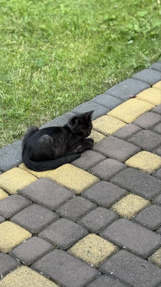 Відаи в добрі руки котика (два хлопчики ) (одна дівчинка)