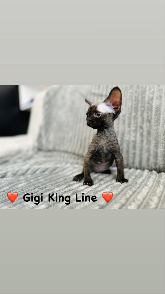 Gigi King Line - Devon Rex