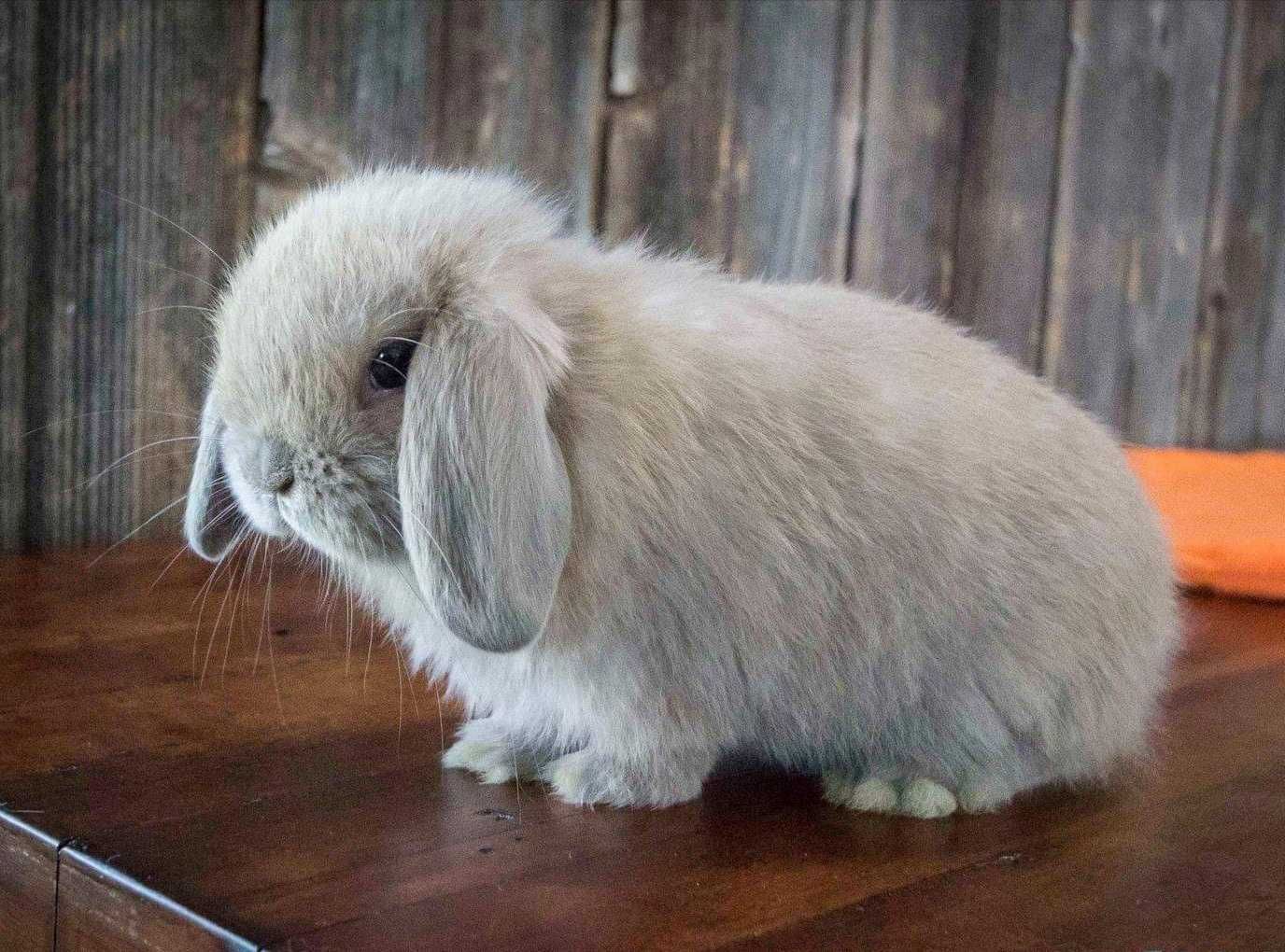 KIT Coelhos anões mini Lop(orelhudos) muito dóceis e brincalhões