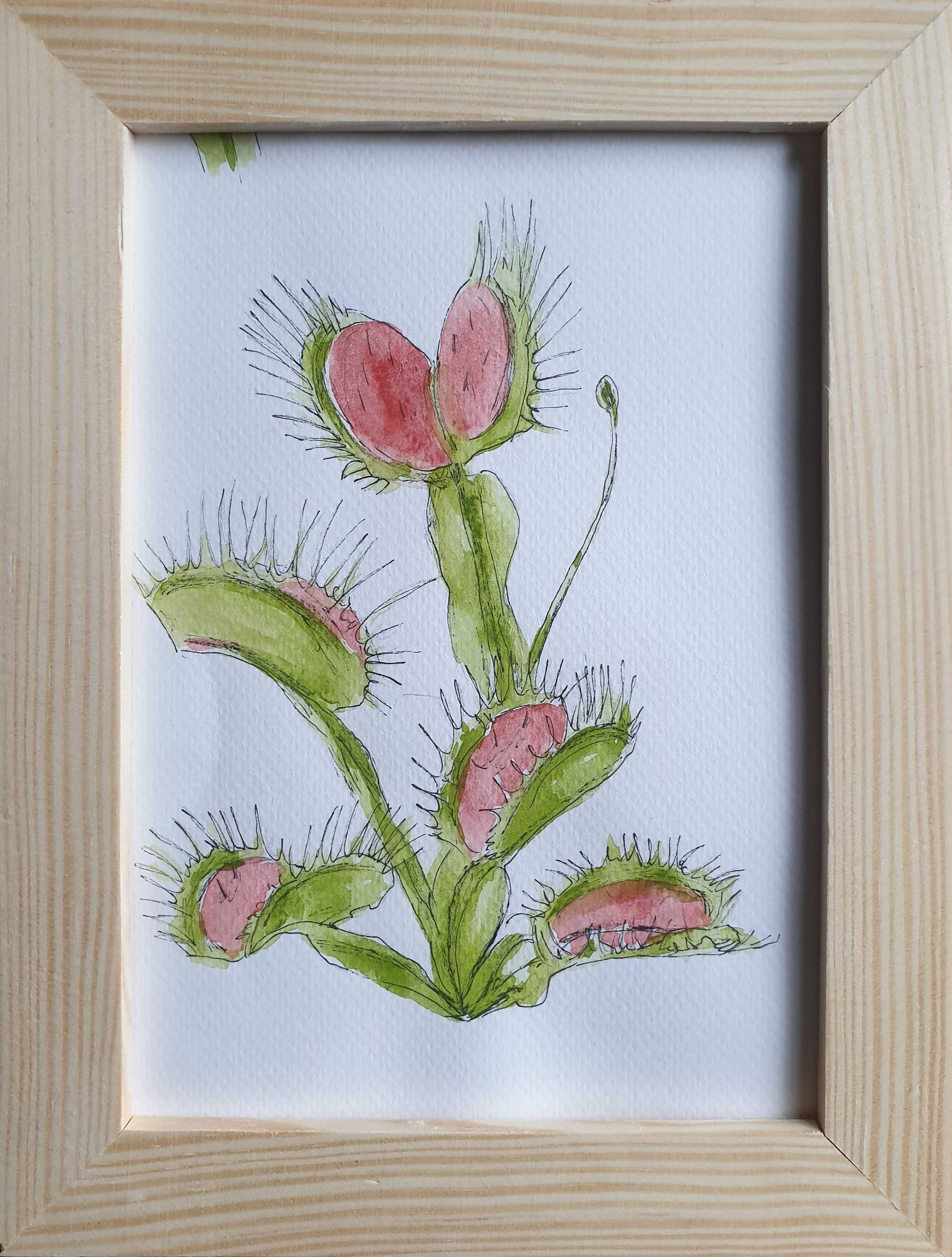 Obraz ręcznie malowany akwarela muchołówka +rama