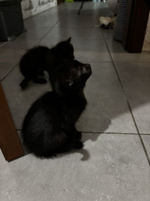 2 gatinhos machos e uma gatinha malhada para dar