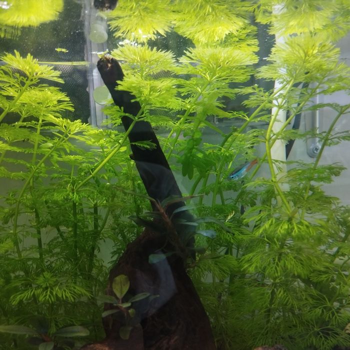 Planta aquário Sessiflora 10 pes 5€