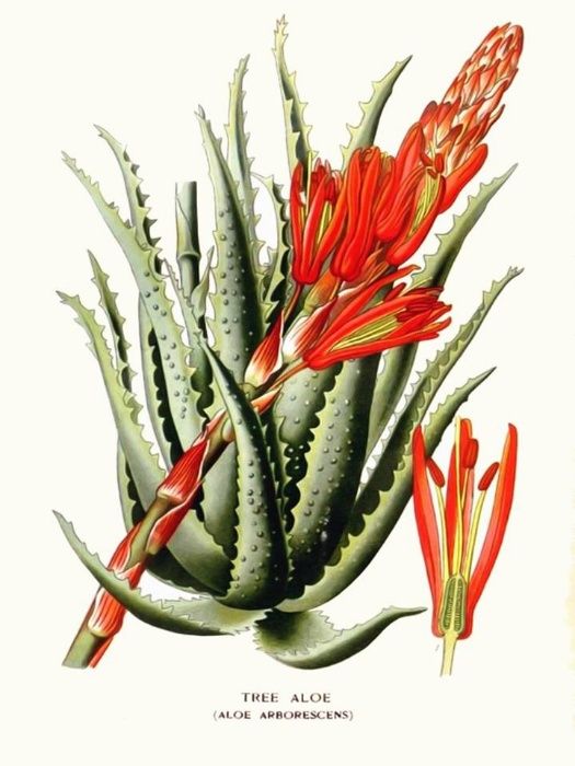 Aloe Barbadensis (Medicinal)