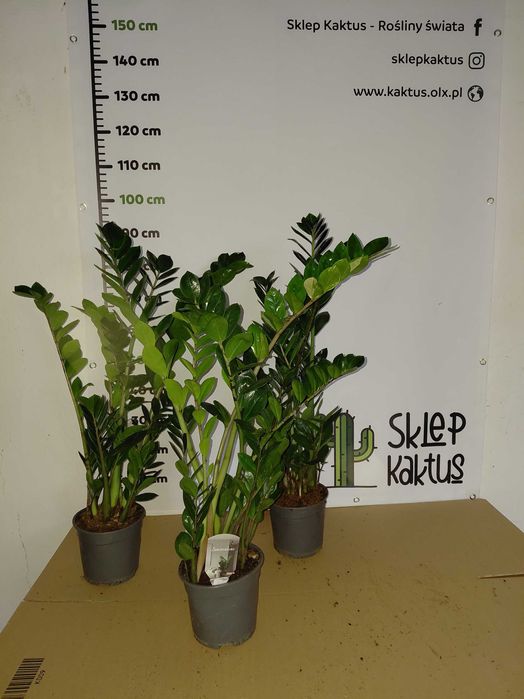 Zamiokulkas, Zamioculcas zamiifolia 90cm WYSYŁKA