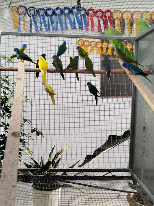 Lote de Neophemas Esplendidos