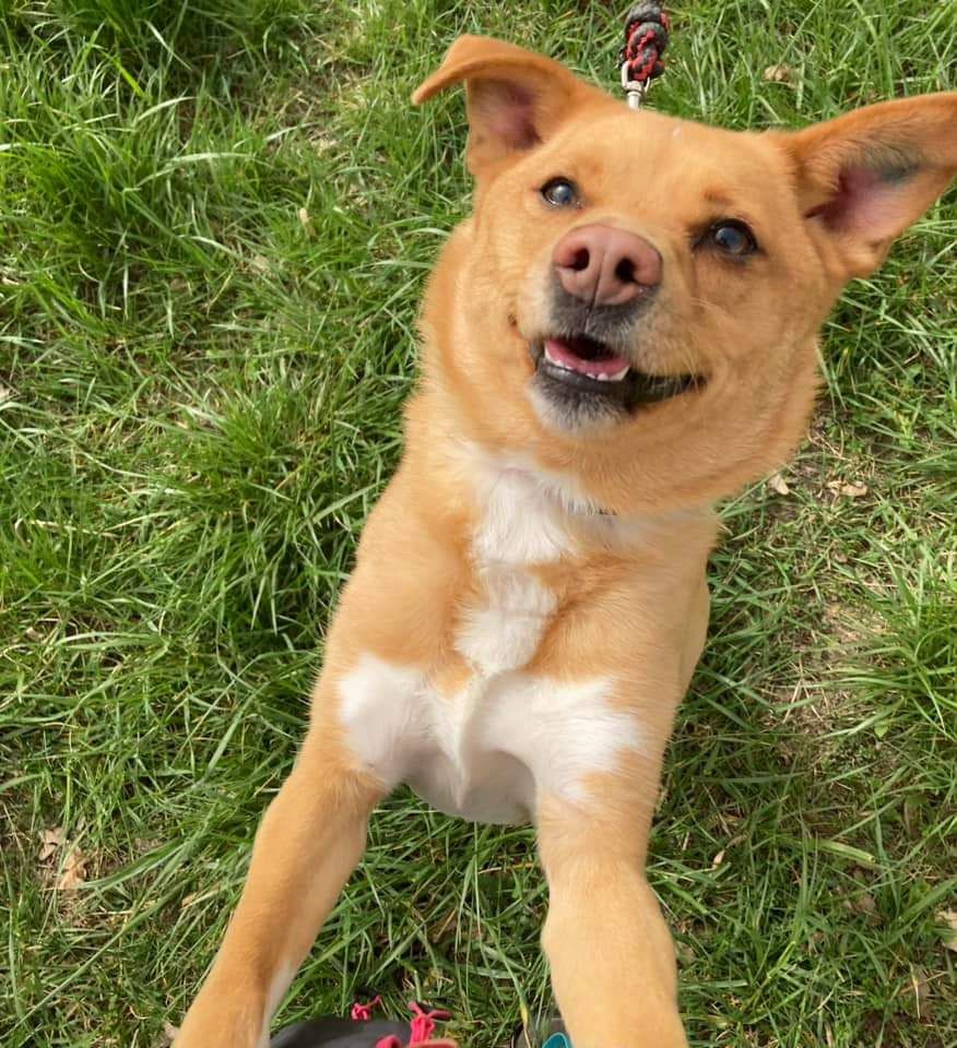 Piesek Filek do adopcji!