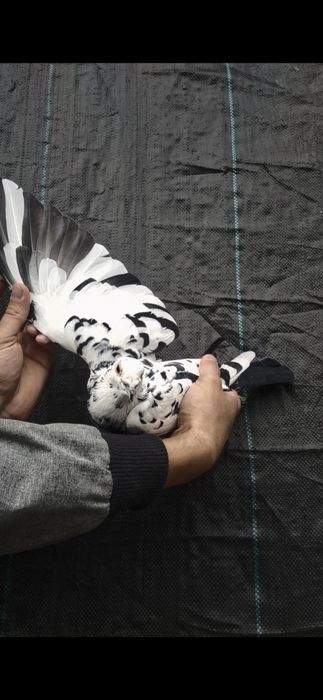 Gołąb pocztowy Tygrys Scherens Vangramberen