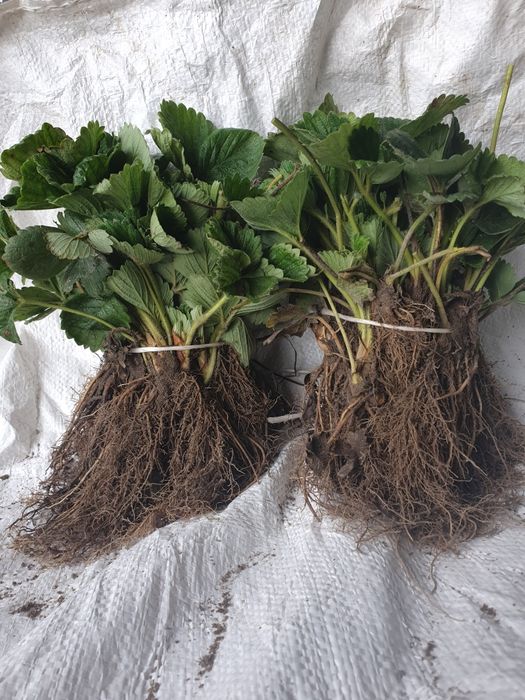 Sadzonki truskawek marmolada