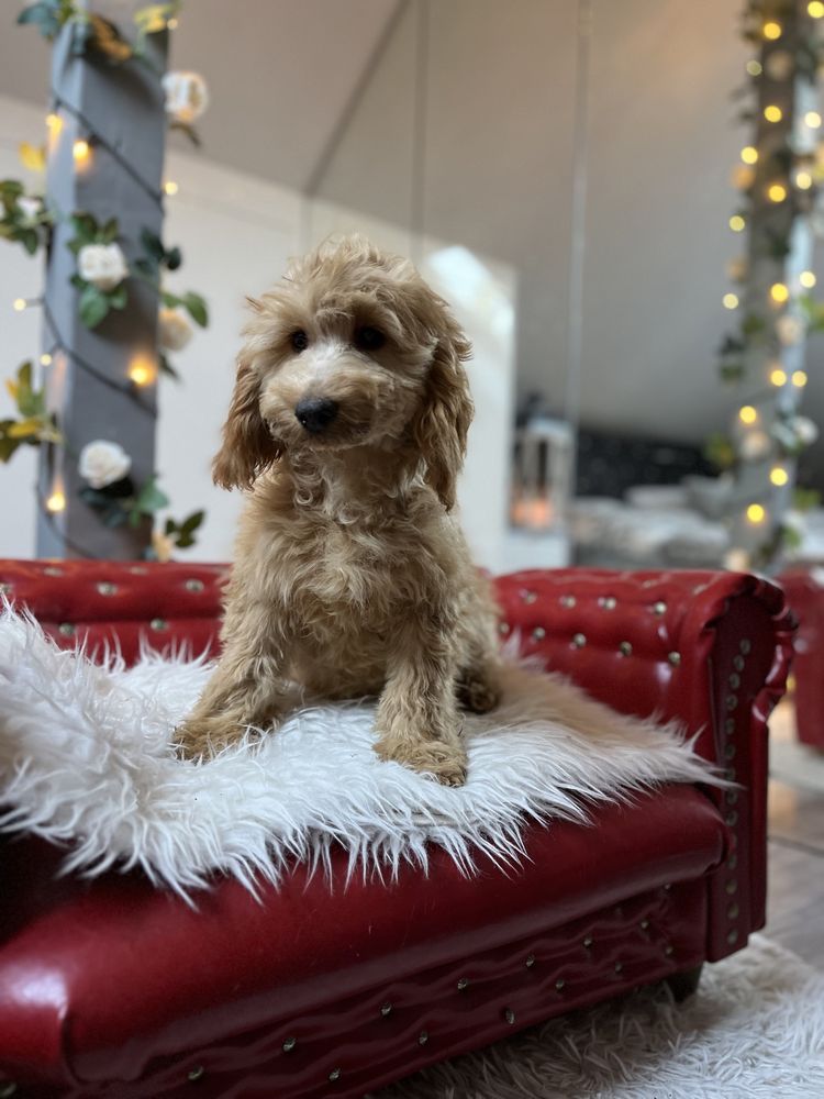 Cockapoo sunia apricot pudel toy red coocker spaniel