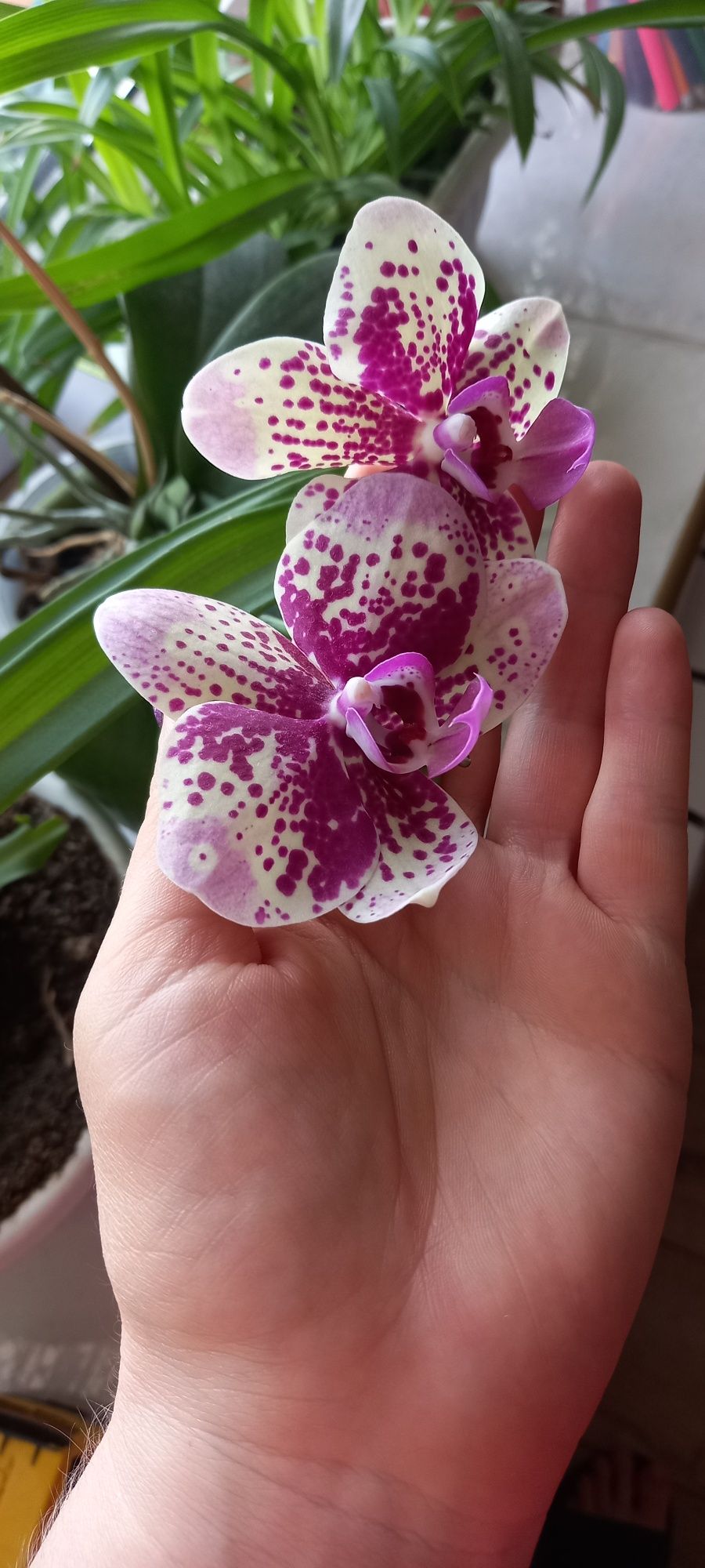 Орхідея цвіте зараз