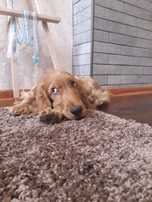 Ніжний  хлопчик чекає наречену