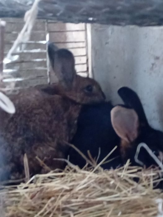 Króliki dwie samiczki