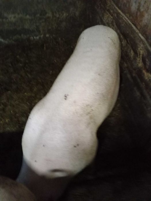 Młode Loszki prosne