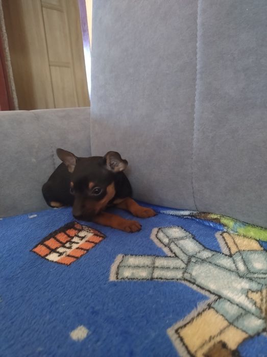 Pinczer śliczna Piesek miniatura