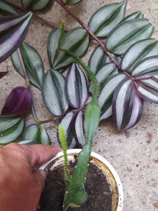 Milin pnącze,Trawka szafirkowa Kaktus epifilum