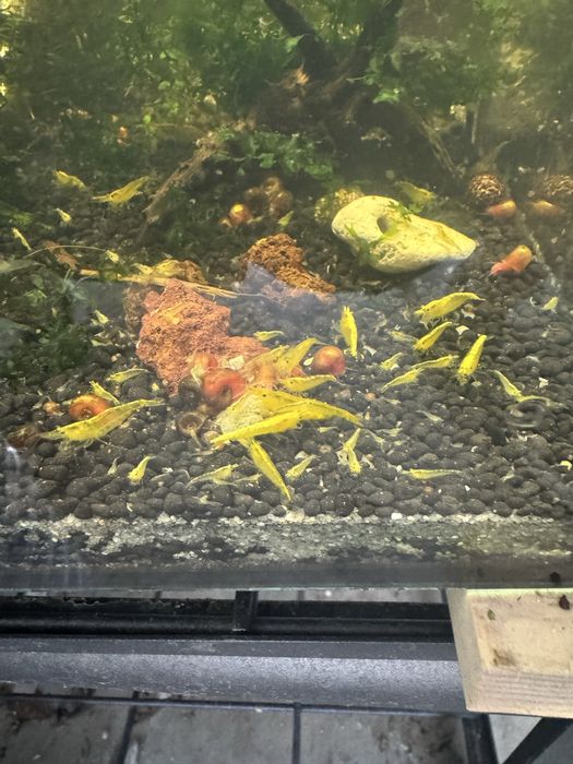 Neocaridinas - Promoção Novembro