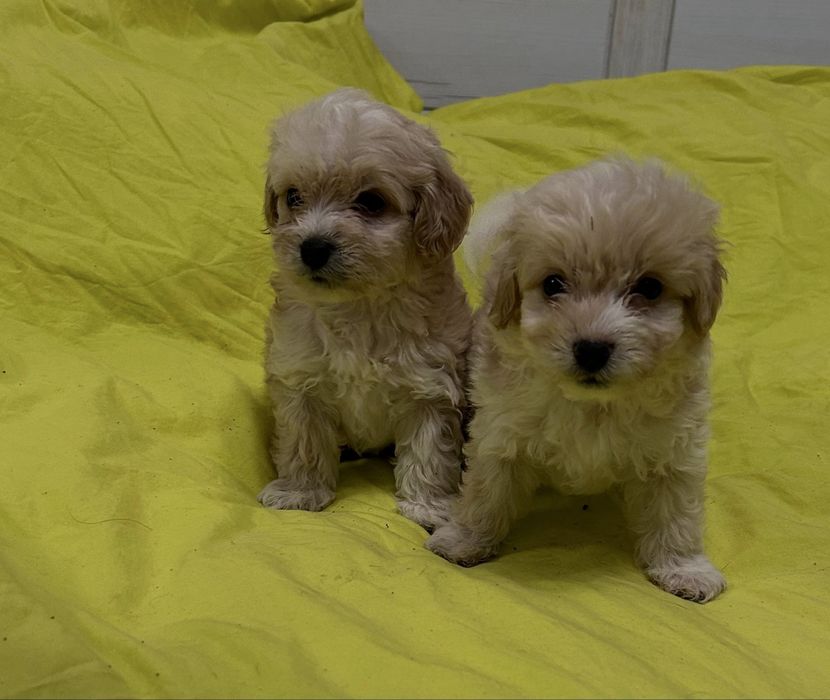 Мальтіпу Ф1 міні карамель хлопці