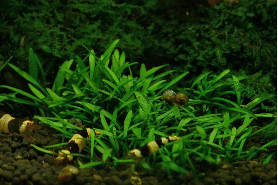 Cryptocoryne Parva - najmniejsza z cryptocoryn