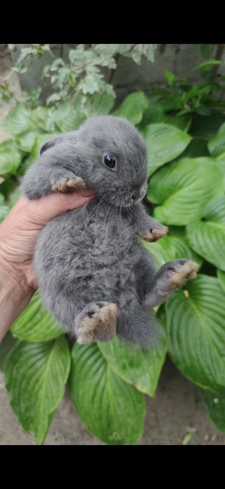 Декоративні кролики