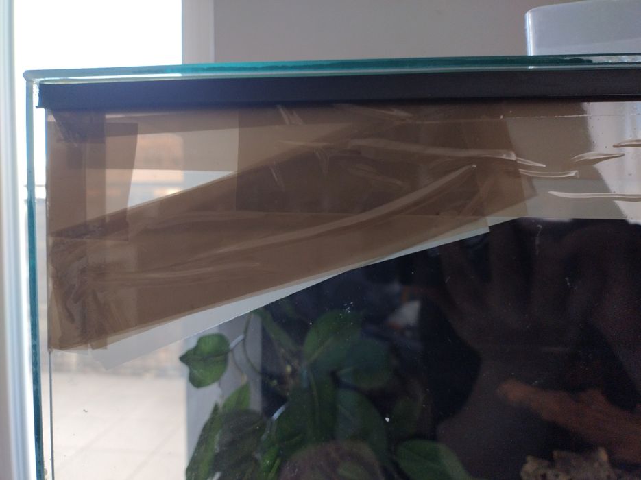 Gekon lamparci szuka nowego właściciela na PAPIER ADOPCYJNY