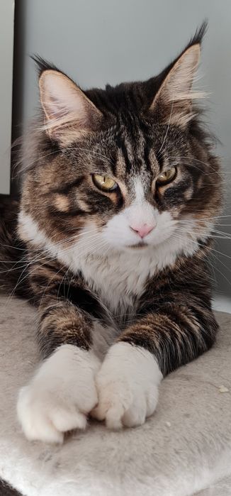 Biały kocure Maine Coon