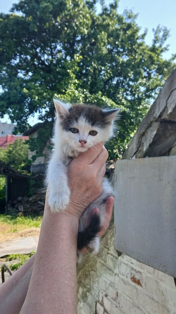 Бескоштовно віддам кошенята, в добрі руки