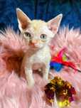Golden uroczy rudzielec devon rex PZF