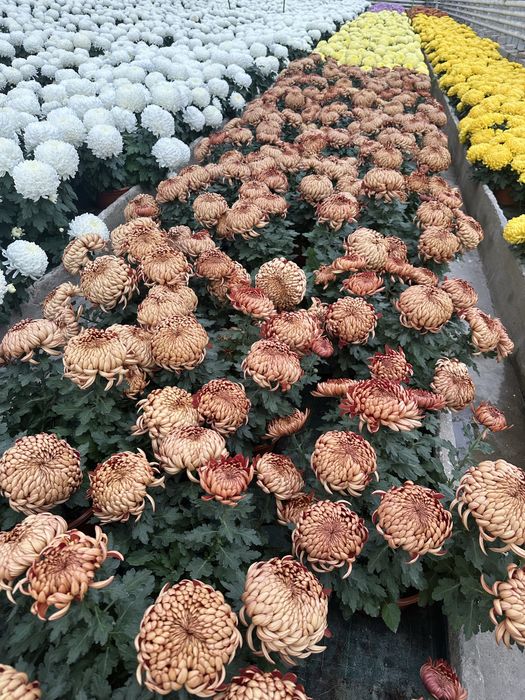 Sprzedam chryzantemy