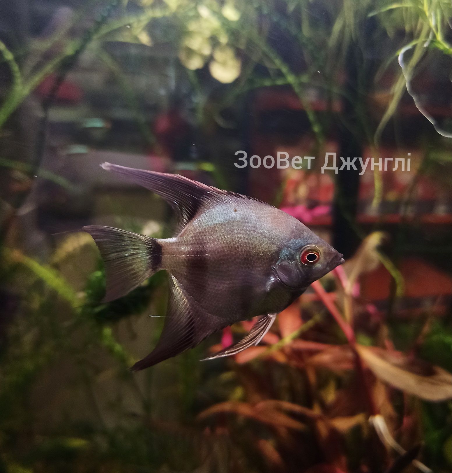 Рибка Скалярія, акваріумна рибка