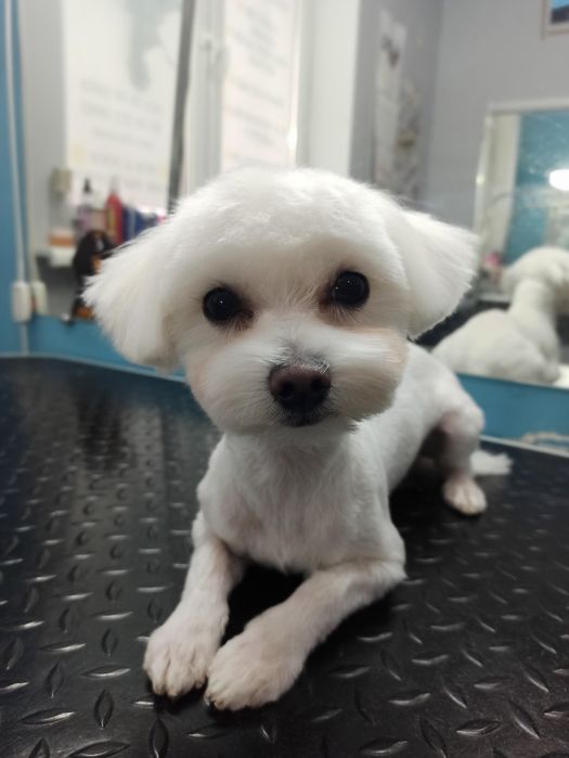 Мальтезе мальчик, вязка. Киев, Троещина.