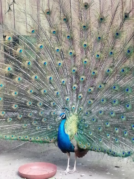 Sprzedam młode  pawie indyjskie