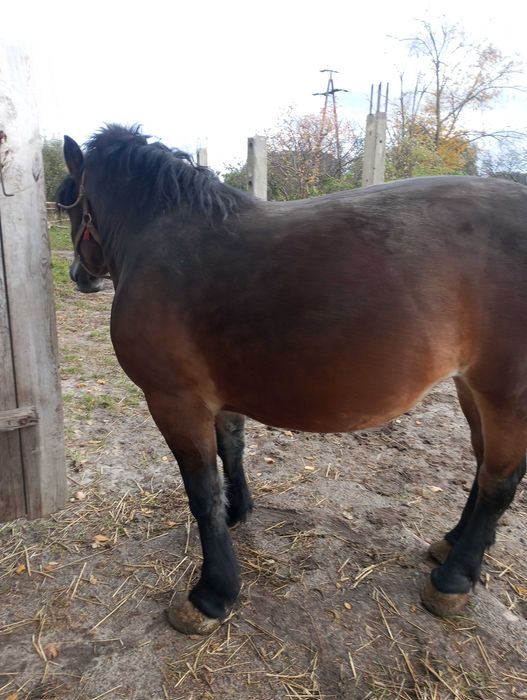Klacz zimnokrwista 5miesiecy źrebna sprzedam lub zamienie