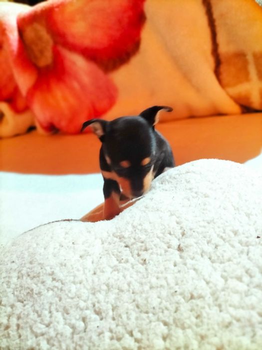 Pinscher macho lindo