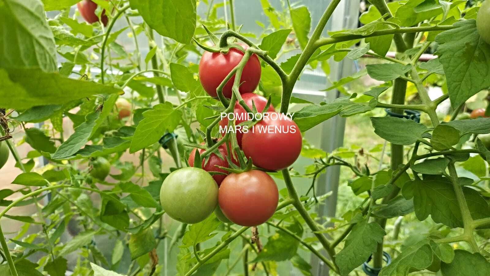 Pomidor Rainbow Cherry Cieniutka Skórka Dla Dzieci