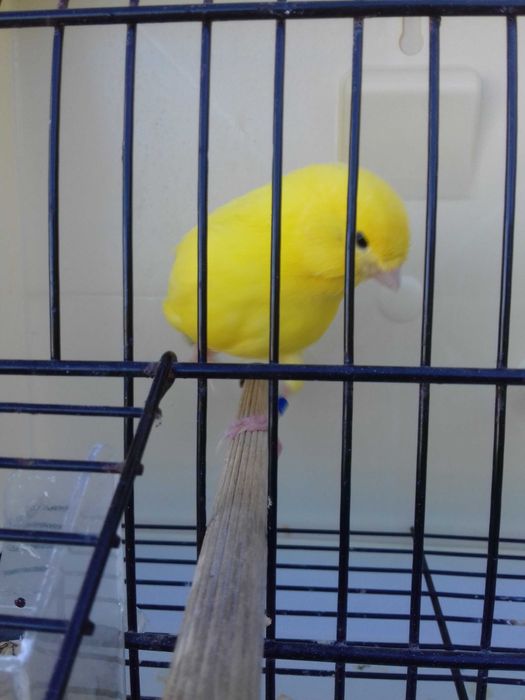 Tenho alguns canarios