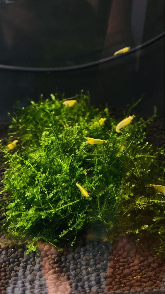 Guppys e camaroes neocaridina