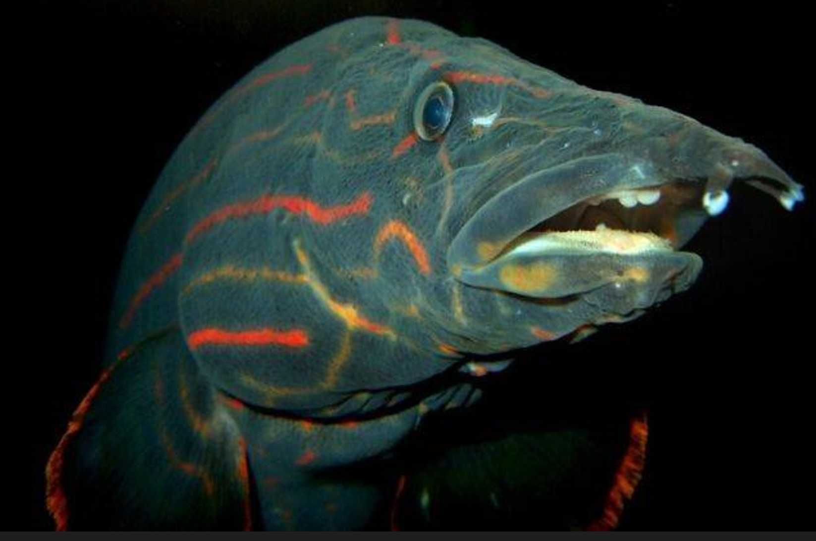 Węgorek ognisty - Mastacembelus erythrotaenia - dowozimy, wysyłamy