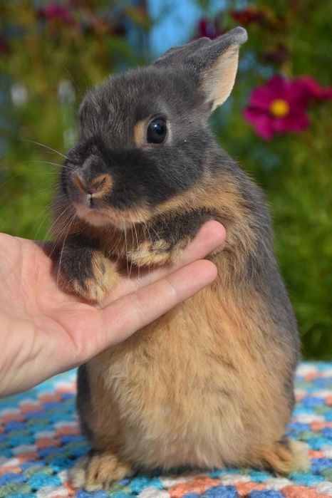 Karzełek niderlandzki / do kg w dorosłości