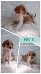 Pies i suczka Beagle