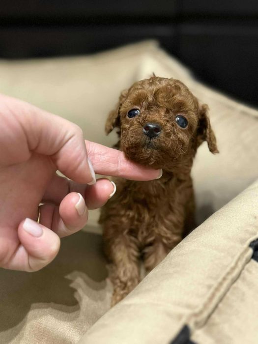 Pudel Toy Dziewczynka bardzo malutka Red Brown