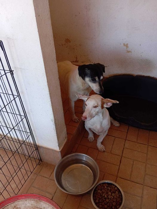 Benjy - Para Adopção