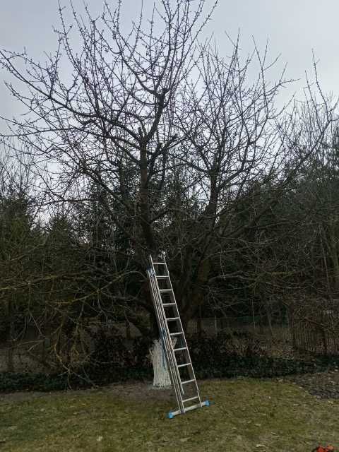 Wycinka, przycinka i pielęgnacja drzew, krzewów - arborysta