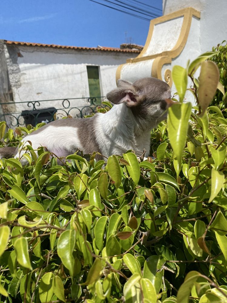 Chihuahua macho  excelente