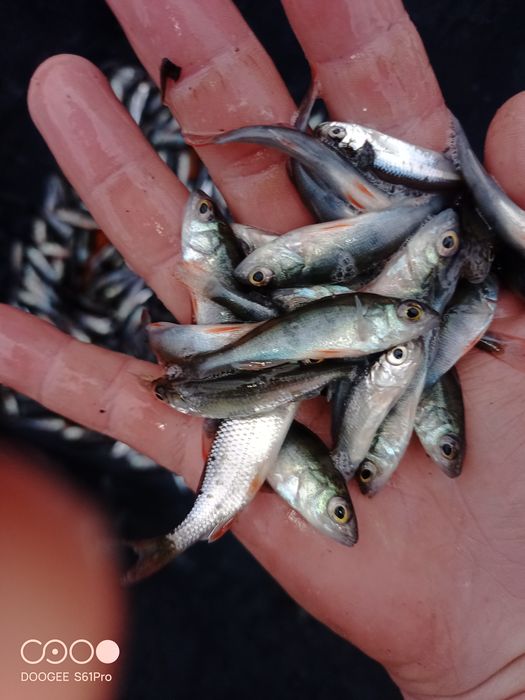 Drobnica okoń słonecznica