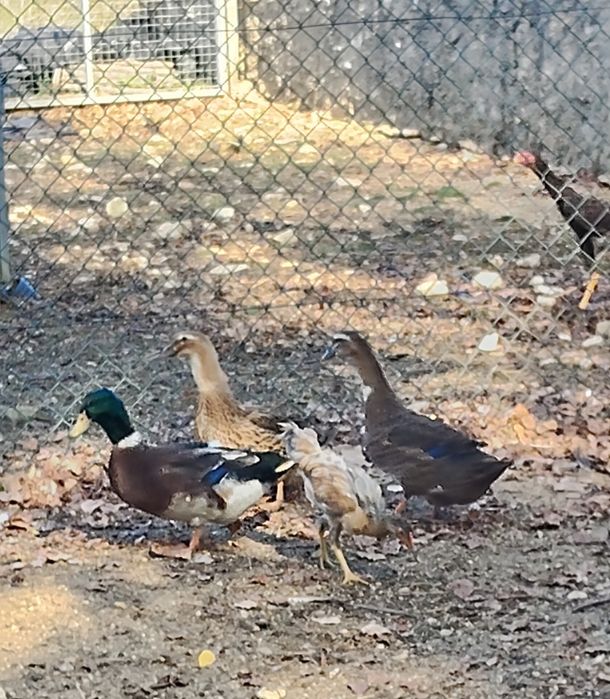 Patos Rouen jovens