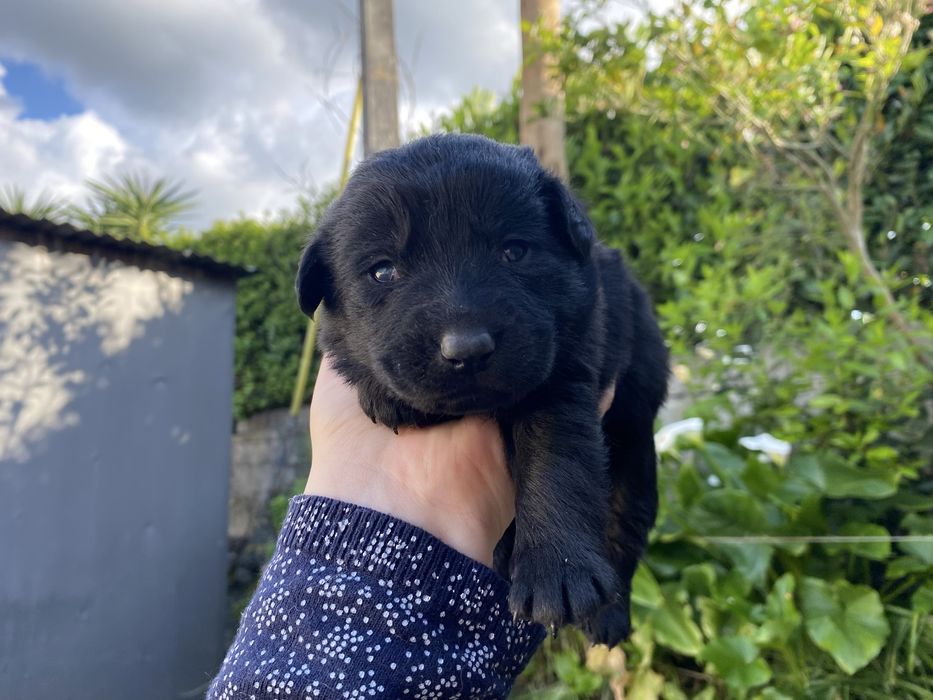 Caozinhos para adoacao